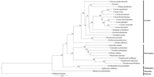 Figure 1. Phylogenetic tree of the relationships among Passeriformes based on the nucleotide dataset of the 13 PCGs. Smithornis sharpei was chosen as outgroup. ML analyses were implemented in ML + rapid bootstrap for 1000 replicates under GTRGAMMA, Branch lengths and topologies came from the ML analysis. All 29 species’ accession numbers are listed as below: Corvus brachyrhynchos NC_026461, C. corax NC_034838, C. cryptoleucus NC_034839, C. coronoides NC_035877, C. hawaiiensis NC_026783, C. macrorhynchos NC_027173, C. moriorum NC_031518, C. splendens NC_024607, Cyanopica cyanus NC_015824, Garrulus glandarius NC_015810, Nucifraga columbiana NC_022839, Oriolus chinensis NC_020424, Pica pica NC_015200, Podoces hendersoni NC_014879, Pyrrhocorax graculus NC_025927, P. pyrrhocorax NC_025926, Urocissa erythroryncha NC_020426, Epthianura albifrons NC_019664, Prosthemadera novaeseelandiae NC_029144, Menura novaehollandiae NC_007883, Calliope calliope NC_015074, Copsychus saularis NC_030603, C. cyanomelana NC_015232, Ficedula zanthopygia NC_015802, Paradoxornis nipalensis NC_028437, P. webbianus NC_024539, Phoenicurus auroreus NC_026066, Smithornis sharpei NC_000879.