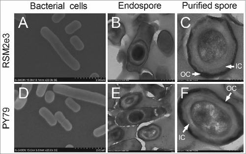 Figure 2. Electron microscopy of recombinant RSM2e3 bacteria and spores. Scanning electron microscopy visualized dimensional topographies of bacterial cells (A), RSM2e3; (D), PY79. Transmission electron microscopy revealed ultrastructures of sporulating bacteria with endospores and purified spores (B and C), RSM2e3; (E and F), PY79. OC, outer coat; IC, inner coat.