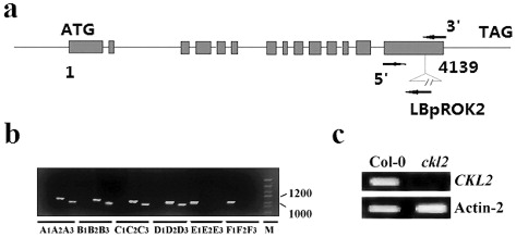 Figure 1. Identification and separation of ckl2 mutant lines. (a) The schematic represents the CKL2 gene locus in the ckl2 mutant. Arrows denote the direction and position of the PCR primers. LBpROK2 is the T-DNA left border primer. (b) The ckl2 homozygous mutant was selected by PCR screening. Lanes A1, B1, C1, D1, E1, and F1 correspond to the PCR products using the primers 5′ and 3′. Lanes A2, B2, C2, D2, E2, and F2 correspond to the PCR products using the primers 5′ and LBpROK2. Lanes A3, B3, C3, D3, E3, and F3 correspond to the PCR products using the primers LBpROK2 and 3′. Lane M indicates the DNA marker. (c) RT-PCR showing that transcription of CKL2 is absent in the ckl2 mutant.