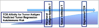 Figure 1. Graduated increase in TCR affinity also increases with predicted tumor regression and autoimmune risk (or challenge to central tolerance). In accordance, peripherally isolated antigen-specific T cells are predicted to be slightly less potent for tumor regression given that TILs develop in the tumor microenvironment under more significant selection pressures than peripheral T cells. Therapeutically manipulated TCRs have paramount antigenic specificity and predicted anti-tumor activity, and challenge central tolerance to the greatest degree.
