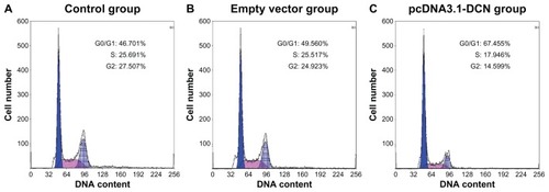 Figure 3 Cell cycles of cells from the three groups. Histograms are representative of three independent experiments. (A) Control group, (B) empty vector group, and (C) pcDNA3.1-DCN group.