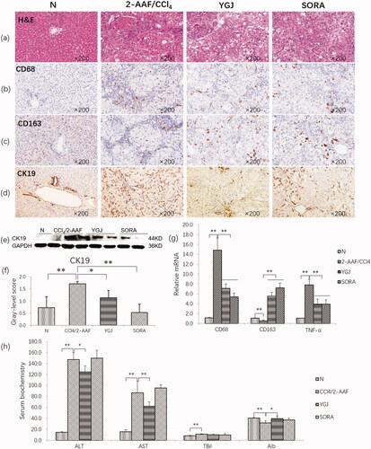 Figure 2. YGJ inhibits liver inflammation and bile duct reaction. (a) H&E staining (×200). (b) CD68 immunostaining (×200). (c) CD163 immunostaining (×200). (d) CK19 immunostaining (×200). (e) CK19 protein bands were depicted in the immunoblot images, and (f) the densitometric quantification of the protein bands presented as a histogram (n = 5 per group). (g) CD68, CD163, and TNF-α mRNA expressions were measured by RT-PCR and normalized to GAPDH mRNA (n = 5 per group). (h) Serum levels of alanine aminotransferase and aspartate aminotransferase. *p < 0.05 and **p < 0.01. N: untreated group (control); 2-AAF/CCl4: 2-acetylaminofluorene/carbon tetrachloride-treated group; YGJ: 2-AAF/CCl4 + Yiguanjian decoction-treated group; SORA: 2-AAF/CCl4 + sorafenib-treated group.