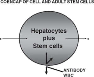Figure 10. Co-encapsulation of cells with stem cells to increase the viability of the encapsulated cells.