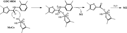 Figure 19. Proposed reaction mechanism for hydrolysis of GDC-0834 by aldehyde oxidase (AO).