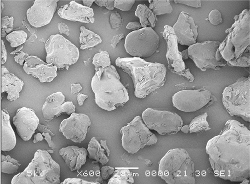 Figure 2. Scanning electron micrographs of pregelatinized water chestnut starch (pgWCS) under 1000× magnification.