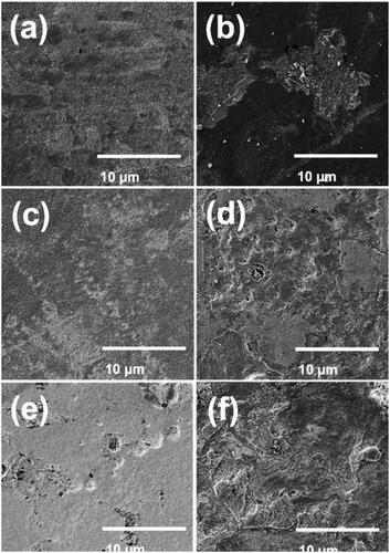 Figure 6. Scanning electron micrographs after cleaning the corrosion products on the abiotic surfaces, depicting the smooth surface on day 3 (a), day 6 (c) and day 13 (e) and rough surfaces on day 3 (b), day 6 (d) and day 13 (f).