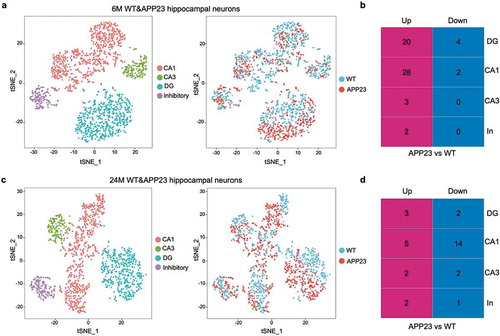 Figure 2. Classification of 6-month-old and 24-month-old mouse hippocampal neurons. (a) Cell-type clusters of 6-month-old mice hippocampal neurons. tSNE embedding of 1,792 6-month-old APP23 and WT mice hippocampal neurons. Cells were distinguished by subtype and genotype. (b) Number of DEGs between 6-month-old APP23 versus WT hippocampal neurons across subtypes. CA1, CA1 neurons; CA3, CA3 neurons; DG, DG neurons; In, Inhibitory neurons. (c) Cell-type clusters of 24-month-old mice hippocampal neurons. tSNE embedding of 1,488 24-month-old APP23 and WT mice hippocampal neurons. Cells were distinguished by subtype and genotype. (d) Number of DEGs between 24-month-old APP23 versus WT hippocampal neurons across subtypes. CA1, CA1 neurons; CA3, CA3 neurons; DG, DG neurons; In, Inhibitory neurons.