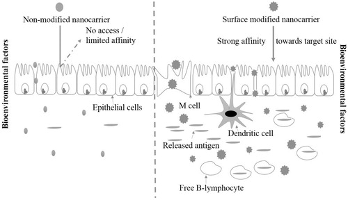 Figure 3. Schematic representation of targeting potential of surface-modified over non-modified nanocarriers [Citation19].
