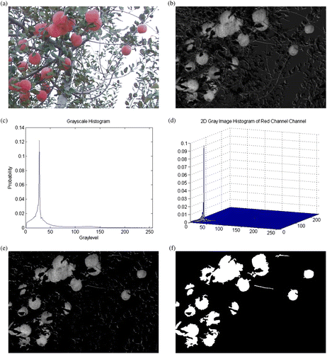 Figure 4 Results of the proposed approach with a strong front light. (a) A test image under a strong front light condition; (b) Recognition with + a* channel, where some small parts which belong to dark green leaves and sky, directly turn black and their gray-levels remain 0, and ripe Fuji apples and the reflective edges of leaves are highly lightened; (c) Grayscale histogram of (b); (d) Grayscale two-dimensional histogram of (b); (e) Segmental resulting with fuzzy two-dimensional entropy based on optimized GA, where most backgrounds are removed, and the fragments are composed of only the reflective edges of leaves; (f) Morphological operation resulting of (e), where two reflective branches on the top are left.