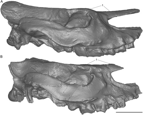 FIGURE 11. Comparison of 3D surface models of neotype skulls of Chilotherium schlosseri (Weber, Citation1905) (GPIH 3015) (A) and Eochilotherium samium (Weber, Citation1905) (SMF M 3601) (B) from the Upper Miocene of Samos Island (Greece) in right lateral view. Abbreviations—1, relative position of nasal bones to dorsal wall of the orbit: at the same level in C. schlosseri (A) and lower position of orbit in E. samium (B). Scale bar equals 10 cm.