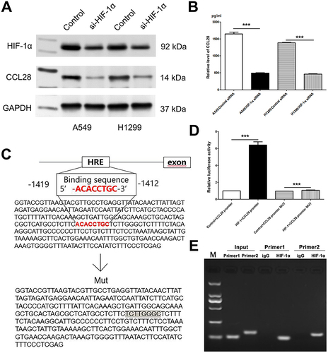 Figure 8 HIF-1α can regulate the CCL28 expression.