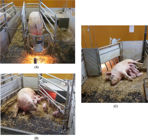 Figure 1. Over-view of the two farrowing systems compared in the study. Picture A- TC-pen in which sows were temporarily confound at farrowing + movable heating lamp behind the sow. Picture B- TC-pen in which sows were loose 3 days after farrowing. Picture C- L-pen with loose sows at farrowing and during the whole lactation period.