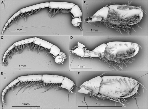 Figure 4. SEM pictures of antenna 2 and gnathopod 2 from D. bispinosus 1 (A, B), D. bispinosus 2 (C, D) and D. bispinosus 3 (E, F) respectively.
