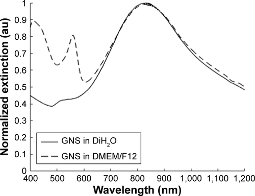 Figure S1 Normalized extinction spectra of GNS in distilled water (DiH2O, solid line) and in DMEM/F12 media (dashed line) after 24 hours of incubation. No shift was observed for the GNS absorption peak (located at 830 nm) when incubating in DMEM/F12 for 24 hours, indicating that the nanoparticles were stable in cell culture medium. Peaks observed at 560 nm and 440 nm are due to the presence of DMEM/F12 medium.Abbreviations: DMEM/F12, Dulbecco’s Modified Eagle’s Medium: Nutrient Mixture F-12; GNS, gold nanostars.