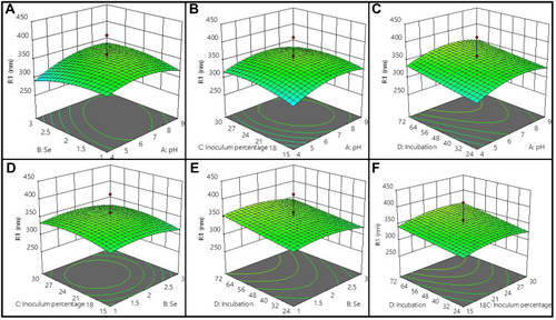 Figure 3 3D surface plot analysis. By using Design Expert, 3D surface plots from (A–F) indicate the biosynthesis of SeNP SPR λmax vs all the 4 parameters used in the runs ie, (A) pH, (B) Se concentration, (C) inoculum percentage, and (D) incubation time on different axis. Each plot shows the response values when only 2 parameters are considered, maintaining the other 2 constants.