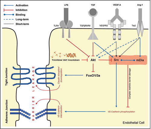 Figure 5. Regulation of adherens and tight junction by Src and Akt