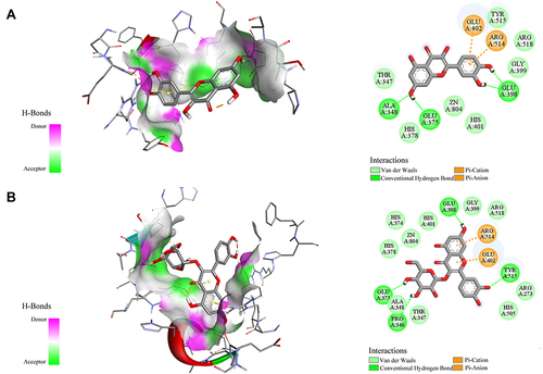 Figure 4 The 2D and 3D ligand–target interactions between ACE2 and quercetin (A) as well as quercetin 3-O-glucoside (B). Residues on active sites are represented in three-letter amino acid codes and different types of receptor–ligand interactions are labeled in diverse colours.