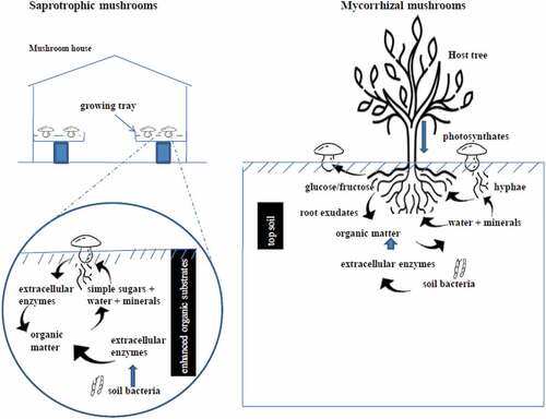 Figure 3. Comparison of subterranean and aerial environments between saprotrophic and mycorrhizal mushroom cultivation.