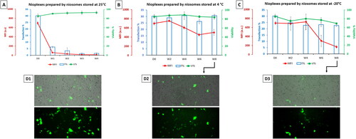 Figure 5. (A) Biological performance of 6/1 nioplexes prepared by niosomes stored at 25 °C, (B) at 4 °C and (C) at -20 °C, in terms of transfection efficiency (bar graphs), cell viability (green line graphs) and MFI (red line graph). Each data point represents the mean ± SD (n = 3). (D) Overlay of fluorescence and phase-contrast micrographs of NT2 cells transfected with nioplexes prepared by day zero niosomes (D1), and nioplexes prepared by niosomes stored for 8 weeks at 4 °C and -20 °C (D2 and D3, respectively). Original magnification x100.