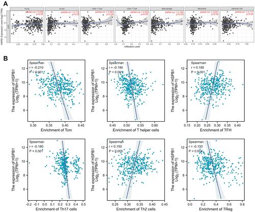 Figure 7 Correlation of HSPB1 expression with immunocyte infiltration in LIHC. (A) The association of HSPB1 expression with tumor purity and six types of immunocytes was analyzed by the TIMER database. (B) The correlation between HSPB1 and other immunocytes was calculated via ssGSEA.