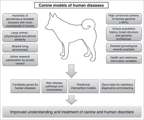 Figure 1. Various clinical, genetic, physiological and environmental characteristics in dogs make them excellent comparative models for facilitating the understanding and treatment of human disorders.