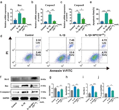 Figure 5. NPY protects NP cells against IL‑1β‑induced cell apoptosis. (a) Quantitative analysis of the mRNA expression of Bax; (b) Quantitative analysis of the mRNA expression of Caspase 3; (c) Quantitative analysis of the mRNA expression of Caspase 8; (d) Annexin V-FITC/PI double staining of NP cells; (e) Apoptosis rate of NP cells; (f) Western blot for the expression of apoptosis-related proteins (Bax, Bcl-2, and Cleaved caspase 3); (g-j) The quantitative and statistical analysis of the western blot band (Bax, Bcl-2, Bax/Bcl-2, and Cleaved caspase 3)