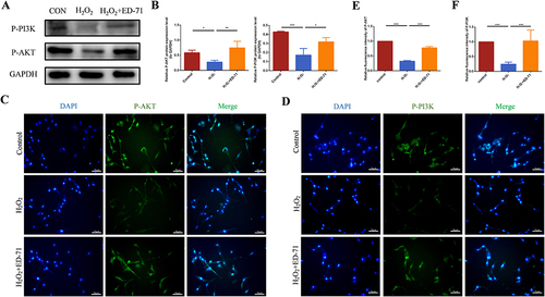 Figure 6 ED-71 activates the PI3K/AKT pathway. (A) The protein level of P-PI3K and P-AKT in MC3T3-E1 cells in Control, H2O2 and H2O2 + ED-71 groups were detected by Western blot after osteogenic induction in 7 days. (B) The statistical analysis of Western blot results of P-PI3K and P-AKT. (C and D) The immunofluorescence staining of P-PI3K and P-AKT in MC3T3-E1 cells on the 7th day of osteogenic induction. Bar, 75 μm. (E and F) The statistical analysis of fluorescence intensity. All experiences were carried out by at least 3 times and data were expressed as mean ± SD. *P<0.05. **P<0.01. ***P<0.001.