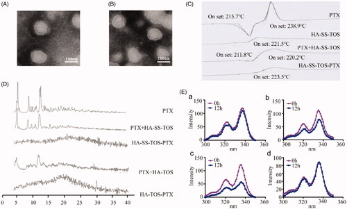 Figure 2. (A) TEM image of the HA-ss-TOS-PTX micelles. (B) TEM image of the HA-TOS-PTX micelles. (C) DSC curves of PTX, HA-ss-TOS, the physical mixture of PTX and HA-ss-TOS, and HA-ss-TOS-PTX. (D) WAXRD of PTX, the physical mixture of PTX and HA-ss-TOS, HA-ss-TOS-PTX, the physical mixture of PTX and HA-TOS, HA-TOS-PTX. (E) Fluorescence intensity of pyrene in the presence of different concentrations of GSH: (a) HA-ss-TOS without GSH; (b) HA-ss-TOS with 10 mM GSH; (c) HA-ss-TOS with 20 mM GSH; and (d) HA-TOS with 20 mM GSH.