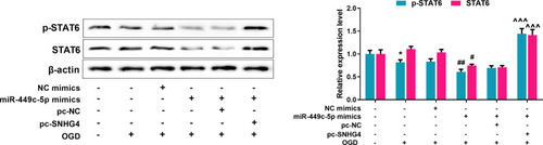Figure 7 SNHG4 promotes the activation of STAT6 signal pathway via regulating miR-449c-5p. Western blot was used to detect the expression and relative expression of STAT6 total protein and phosphorylated protein. *P< 0.05 versus the NC mimics group; #P< 0.05 and ##P< 0.01 versus the NC mimics + OGD group; ^^^P< 0.001 versus the miR-449c-5p mimics + pc-NC + OGD group.