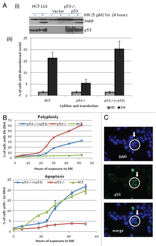 Figure 6 p53 is critical in determining the fate of the cell when Aurora A is inhibited. (A) (i) HCT116 cells and p53−/− cells either transfected with vector or with p53 were treated (MK, 5 µM for 24 h) western blot analysis was performed for PARP cleavage and expression of p53. (ii) Apoptosis was quantitated by microscopy after staining with DAPI (gray, DMSO and black, MK). (B) Polyploidy and apoptosis were quantitated by FACScan analysis after staining with PI in all conditions mentioned in the previous experiment at 0, 6, 18, 24, 30, 44 and 52 h. (C) p53−/− cells overexpressing p53 were treated with MK (5 µM) for 24 h and immunofluorescence assay was performed for p53 (green) followed by DAPI stain (blue). All the results shown are representative of 3–4 independent experiments.