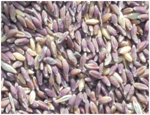 Figure 1. Uncleaned Abyssinian purple wheat at market with farmer ready for sale.