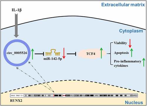 Figure 7. Graphical abstract of this study.