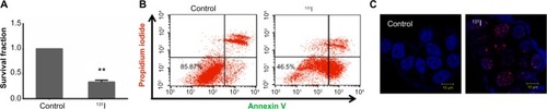 Figure 4 Cytotoxic effect of radioiodine therapy in MCF-7 cells stably expressing NIS.