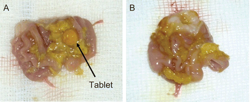 Figure 4.  The appearance of swollen PAA-Cys tablet in the rat stomach at the end of 5 h (a) and the appearance of disintegrated PAA-Cys tablet in the rat stomach at the end of 6 h (b).
