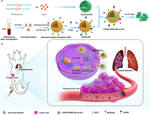 Figure 6 Schematic diagram the (A) preparation and (B) in vivo primary tumor and lung metastatic site targeted therapy of modified PLTM-NPs.