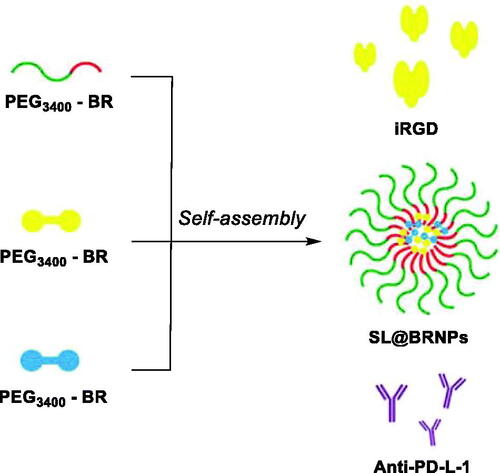 Figure 13. Illustration of PEGylated BR self-assembly to form d-SN38 and d-LND loaded nanoparticles, and their coadministration anti-PD-L1 and iRGDCitation108.