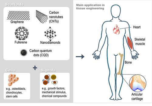 Figure 2 Schematic illustrating the application of carbon-based nanomaterials in tissue engineering. In order to generate new tissues and/or promote the regeneration of body parts (such as heart, skeletal muscle, bone, and articular cartilage), cells are grown on carbon-based nanomaterial scaffolds, promoting an environment in which cells can adhere, migrate, proliferate and stimulate the tissue formation. In addition, mechanical and/or biochemical signals can be added to improve cell differentiation and the growth of neotissue.