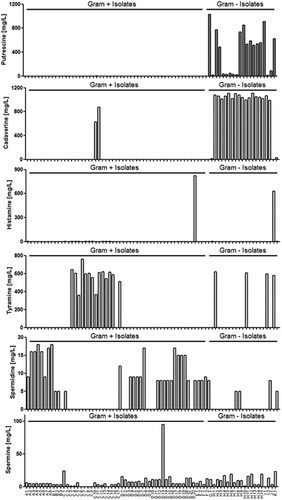 Figure 1. Gut-derived bacteria produce biogenic amines from amino acids (AAs). Production of putrescine, cadaverine, histamine, tyramine, spermidine and spermine (mg/l) in the presence of AAs by isolated strains is illustrated. Results are expressed as the mean of two independent experiments. In total, 54 isolates are Gram positive (Table 1) and 20 isolates are Gram negative (Table 2).