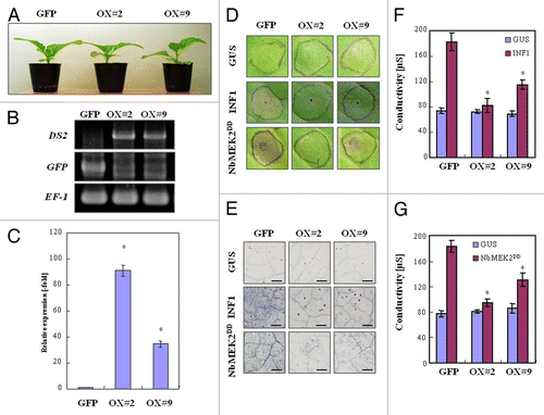 Figure 5. Reduction in defense responses in DS2-overexpressing plants elicited by INF1 or NbMEK2DD. GFP- or DS2-overexpressing tobacco leaves were inoculated with A. tumefaciens carrying INF1, NbMEK2DD or GUS construct. (A) Morphological observation of DS2-overexpressing plants. Photograph was taken 2 mo after germination. (B) Genomic DNA was prepared from GFP-transformed (GFP-OX) or DS2-transformed plants (DS2-OX#2 and DS2-OX#9). Genomic PCR was applied to detect the transformed vector using specific primers based on 35S promoter and NOS terminator. (C) Expression of DS2 in transgenic tobacco plants. Total RNA was isolated from fully expanded leaves of GFP-transformed (GFP-OX) or DS2-transformed plants (DS2-OX#2 and DS2-OX#9). DS2 expression levels were analyzed using qRT-PCR as described in Figure 1. (D) Appearance of INF1- or NbMEK2DD-induced necrotic lesions in GFP-transformed (GFP-OX) and DS2-overexpressing plants (DS2-OX#2, DS2-OX#9). Photograph was taken 3 d after inoculation with A. tumefaciens carrying the indicated gene construct. (E) Cell death induction in tobacco leaves 3 d after inoculation with A. tumefaciens carrying the indicated gene construct. Inoculated leaves were stained with trypan blue. Scale bars = 400 µm. (F, G) Cell death was quantified by ion leakage from the inoculated leaves as described in Figure 1.