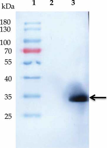 Figure 2. Western blot analysis of recombinant Mrt4. Western blot profile showing the existence of homogeneous population of Mrt4. Lanes 1–3 represent the protein marker, uninduced sample and sample after overnight induction respectively.