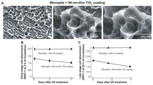 Figure 8 Age-dependent change of osteoblast attachment to UV-treated micropit surfaces with 50-nm-thin TiO2 coating. (A) SEM images of the 50-nm TiO2 coated micropit surfaces. The number of rat bone marrow–derived osteoblasts attached to titanium surfaces after incubation for 3 hours ([A] early stage attachment) and 24 hours ([B] late-stage attachment), as evaluated by WST-1 colorimetry.Notes: Data are mean ± SD (n = 3); UV-treated titanium disks of different ages – fresh (immediately after UV treatment), 3-day-old (stored for 3 days in the dark after UV treatment), and 7-day-old surfaces – were tested; the data from micro-nano-hybrid surfaces (300 nm nodules in micropits) are also presented; aP < 0.05, indicating a statistically significant effect of age of titanium.