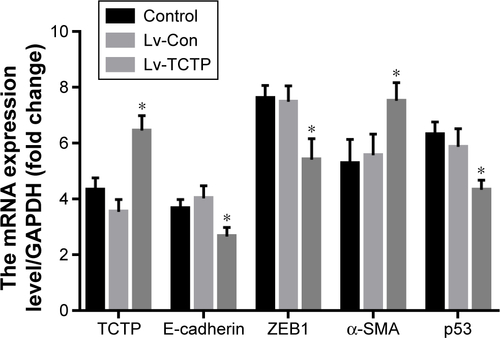 Figure S3 The RNA quantification of TCTP, E-cadherin, ZEB1, α-SMA, and p53 in control, Lv-Con, and Lv-TCTP groups.Note: *P<0.01.