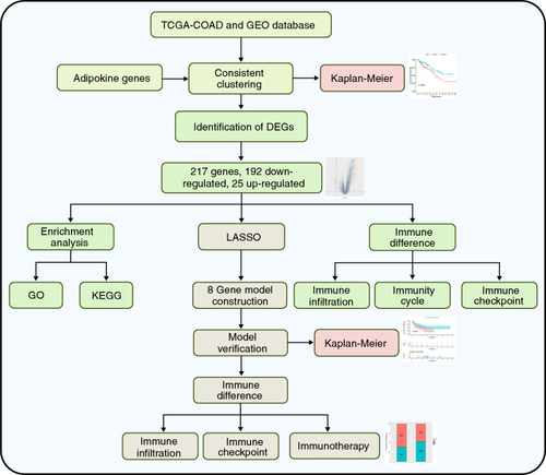 Figure 1. The flow diagram of the study.DEG: Differentially expressed gene.