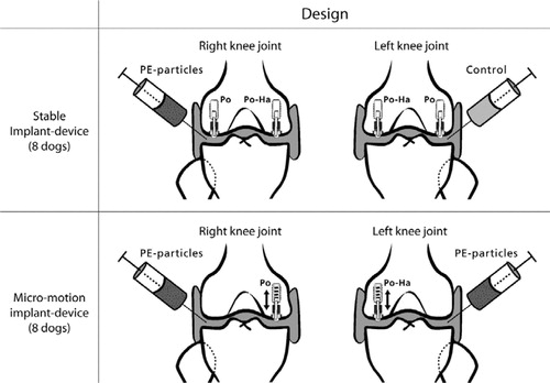 Figure 1. Study design. Stable implants. A weight-loaded HA-coated (PO-HA) and a non-HA-coated porous implant (PO) were randomly allocated to medial or lateral condyle of both knees. High-density polyethylene particles were injected into the right knee joint. The left knee served as control, and received only hyaluronic acid. Unstable implants. In dogs with micromotion devices, implants were inserted into each medial femoral condyle. A PO-HA implant was randomly allocated to either left or right knee, and a PO implant was then inserted into the opposite knee. PE particles were injected into both the left and the right knee.