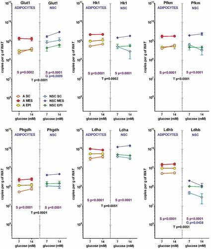 Figure 3. Number of copies of glycolysis-related genes in adipocytes and NSC contained in 1 g of WAT from different sites (SC, MES and EPI) or male adult rats The data correspond to the mean ± sem of two-rat pooled samples (N = 4 or N = 3 in the groups indicated in Table 3). The data have been presented in a of magnitude logarithmic scale (with more than five orders of magnitude span) for easy direct comparison of the abundance of all gene transcripts. The values shown were calculated from the data presented in Tables 1 and 3. Dot and line colours are represented in the Figure: Adipocytes: orange A SC, red A MES, yellow A EPI; NSC: light blue NSC SC, blue NSC-EPI, green NSC-EPI., Statistical significance of the differences between groups (3-way ANOVA). T: corresponds to differences between the ‘type’ or cell (adipocyte vs. NSC), in black, S: refers to the differences between ‘sites’ (SC, MES, EPI) within the same cell group, in purple, and G represents the statistically significant differences in expression induced by the initial ‘glucose’ concentrations, in blue.