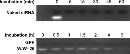 Figure 7 Degradation of GPF/VEGF-siRNA with heparin and anti-RNase A.Abbreviations: GPF, graphene oxide-poly-l-lysine hydrobromide/folic acid; siRNA, small interfering RNA; VEGF, vascular endothelial growth factor.