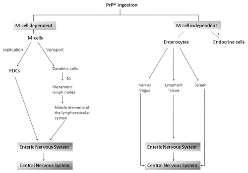 Figure 1 Proposed routes of gastrointestinal entry of ingested infectious prions (PrPSc) as well as possible pathways of amplification and transport to the central nervous system.