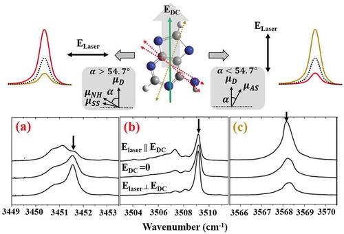 Figure 11. VTMA study of adenine [Citation180]. On top, a DC field aligns the permanent molecular dipole (Green solid line, μD) to the laboratory frame. A parallel laser field (ELaser ‖ EDC) rises the mode intensity for α<54.7∘ (Golden peak, μAS), while a perpendicular laser field (ELaser ┴ EDC) rises the mode intensity for α>54.7∘ (Red peak, μNH, μSS). The dotted black trace represents the zero field peak. Bottom figure shows the intensity variation of (a) NH2 (Sym), (b) NH, (c) NH2 (Asym) stretches when laser polarization is parallel (top) and perpendicular (bottom) to the electric field. The middle spectrum was measured at zero field. Boxes (a) and (b) show enhanced intensity for perpendicular polarization while (c) shows raised intensity for parallel polarization.