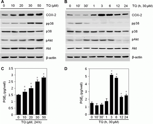 Figure 1.  Thymoquinone (TQ) induces COX-2 expression and increases PGE2 production in MDA-MB-231 cells. (A–D) MDA-MB-231 cells were untreated or treated with specific concentrations of TQ for 24 h or 30 µM TQ for the indicated time periods. (A, B) Expressions of COX-2, pp38, p38, pAkt, and Akt were detected by a Western blot analysis. Expressions of β-actin were used as loading controls. (C, D) Secreted PGE2 was determined by an assay kit. The data represent a typical experiment, and similar results were obtained from four independent experiments (A, B) and as mean values with standard deviation (C, D) (n = 4). *P<0.05, compared with untreated cells.