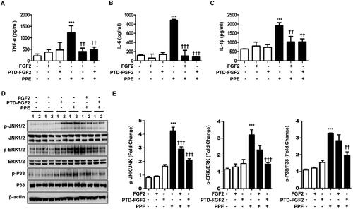 Figure 2. MAPK pathway regulation of PTD-FGF2 treatment in PPE-induced mice.Pro-inflammatory cytokines including (A) TNF-α, (B) IL-6 and (C) IL-1β were measured by ELISA assay. (D) Protein levels of JNK1/2, ERK1/2 and p38 MAPK was measured by western blot analysis and the samples in each group were loaded from different two batch. (E) Relative intensity ratio of band in each group was determined. ***p < 0.001 compared with control by one-way ANOVA. ††p < 0.05 and †††p < 0.001 compared with PPE injection by one-way ANOVA.